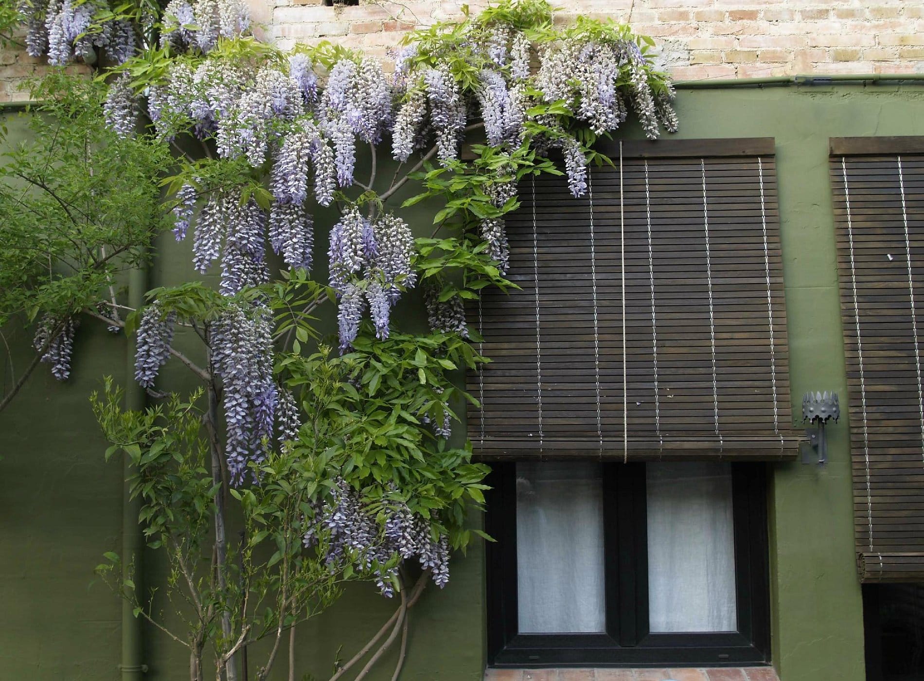 wisteria-cleaned